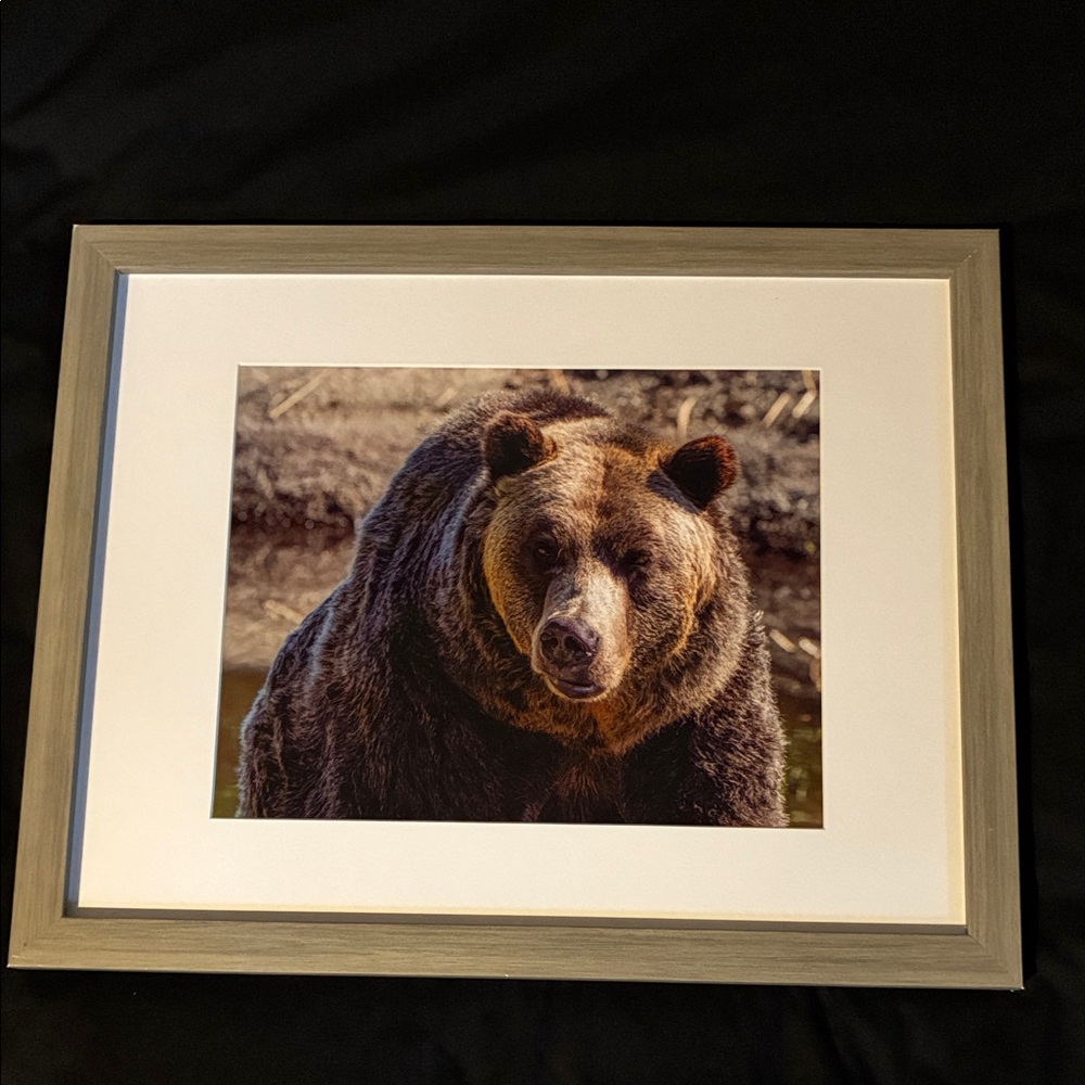 Stunning Framed Grizzly Bear Art Photograph; Wildlife; Photo Size: 9.5" x 7.5" - Picture 2 of 5